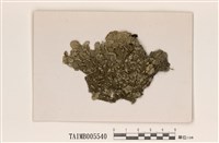 藏品(皺梅衣)的圖片